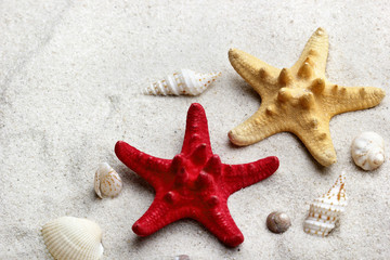 Starfish with seashells on the Beach.Copy space.Concept of summer and sea