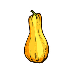 Colorful pumpkin sketch hand drawn illustration. Isolated hand drawn object. Vegetable engraved style illustration. Detailed vegetarian food sketch. Farm market product.