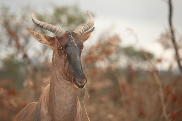 Leierantilope oder Halbmondantilope / Common Tsessebe / Damaliscus lunatus