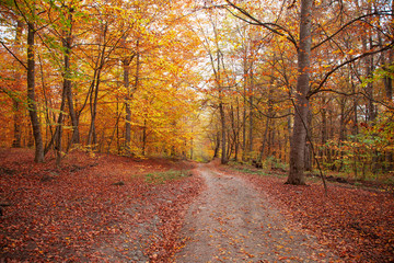 beautiful autumn forest with road