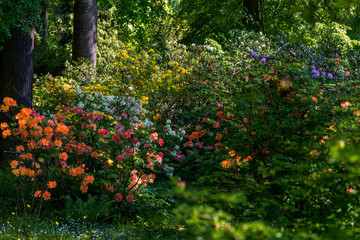 Obraz premium in rhododendron park