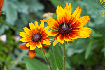 Flora Background Colourful Coreopsis Uptick Gold Bronze Garden Flowers