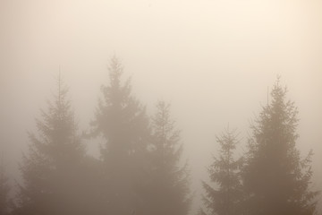 Fototapeta na wymiar Fir forest silhouette over foggy mountain hills. Sunrise warm color toning.
