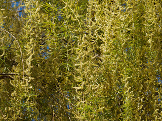 Babylon willow or Weeping willow (Salix babylonica)  
