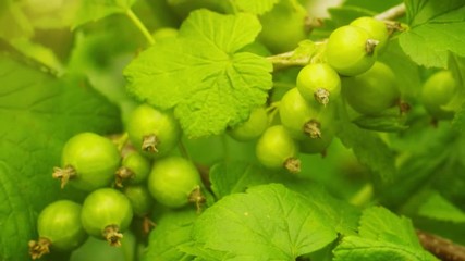 Unripe berries of black currant on bushes