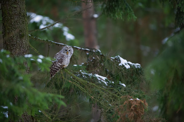 Tawny owl watching around from coniferous tree