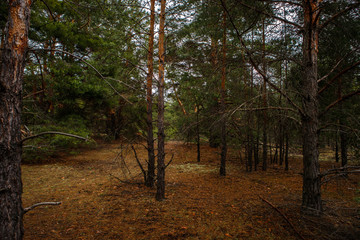 thick pine forest. Russian landscape