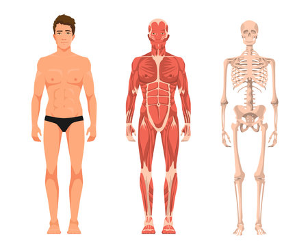 Vector illustration of man anatomy. Cartoon realistic people illustartion. Flat young man. Front view. Anatomy of male muscular system. Human skeleton