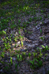 Evening forest March landscape. The concept of travel