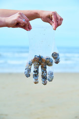 Female hands holding plastic transparent gloves filled with shells on beach with sea background. Ocean pollution concept