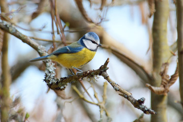 Blaumeise