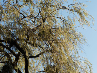 Babylon willow or Weeping willow (Salix babylonica)  in the colors of spring 