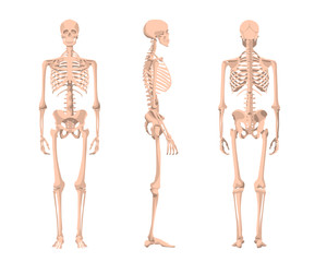 Human skeleton in front, profile and back. Vector illustration - Vector. Human anatomy