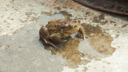 wet frog in the nature
