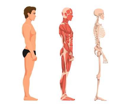 Vector illustration of man anatomy. Cartoon realistic people illustartion. Flat young man. Side view. Anatomy of male muscular system. Human skeleton