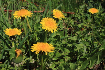 Wildblumen im Frühling