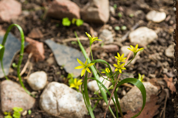 bloom of small yellow flowers