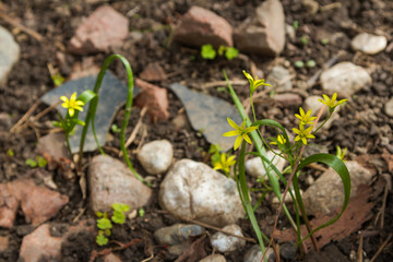 bloom of small yellow flowers in early spring