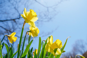 Beautiful yellow daffodils with blue sky background. Copy space.
