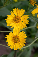 Wild Sunflower Twins