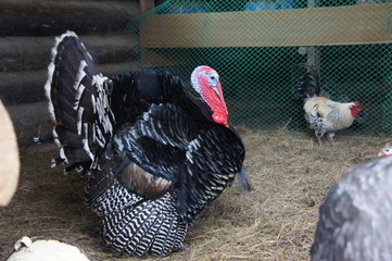 A turkey strutting on a farm. Turkey among chickens.