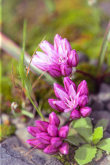 pink flowers in the garden