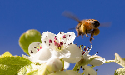 bee on flower