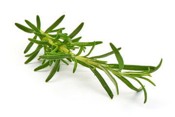 Fototapeta premium Twig of rosemary, close-up, isolated on white background