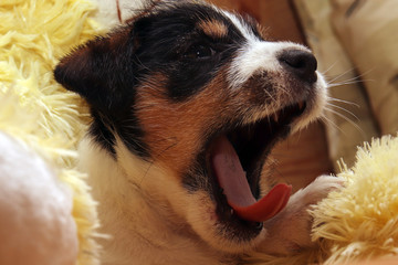 Dog Jack Russell Terrier Puppies