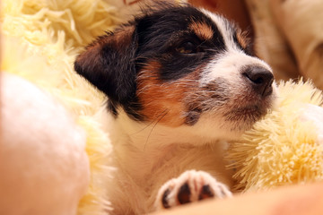 Dog Jack Russell Terrier Puppies