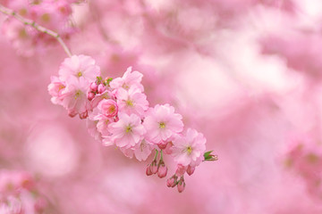 Fototapeta na wymiar Zierkirsche, Blüten, romantisch, Hintergrund