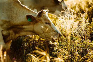 A group of curious cows in summer evening light.