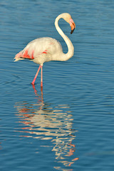 Flamingo (Phoenicopterus ruber) walking in water with big reflection seen from profile, in the Camargue is a natural region located south of Arles, France, between the Mediterranean Sea and the two ar