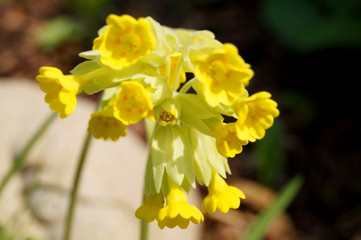 Gelbe Schlüsselblume