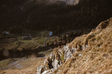 Sonnenaufgang auf dem Berg mit Steinbock. 