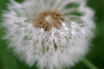 Macro Water Droplets on White Dandelion on Green Background.