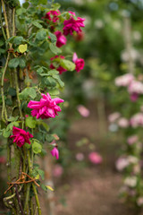 Fototapeta premium Kletterrose im Garten