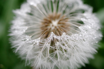 Macro Water Droplets on White Dandelion on Green Background.