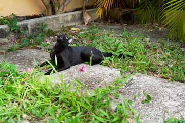 Cat playing at the garden