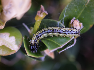 box tree caterpillar