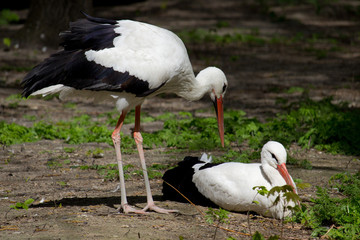 White Stork