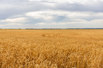 Landscape with yellow wheat field and cloudy sky