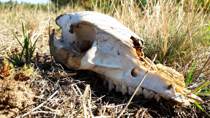 Old animal skull
