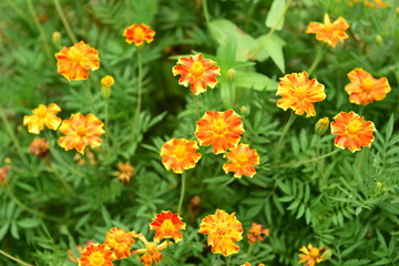Chinese Tibet Gesang flower