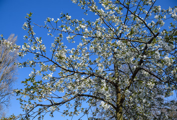 view through the branches of the cherry tree blossom, on the sunny day