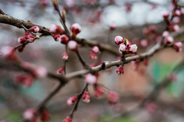 Branch of cherry tree with flower buds ready to bloom
