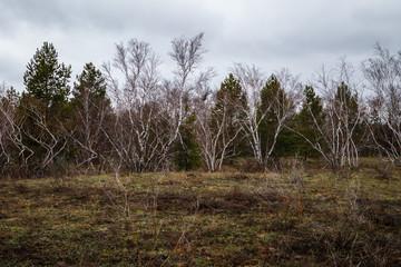 birch groves and marshes. Russian landscape