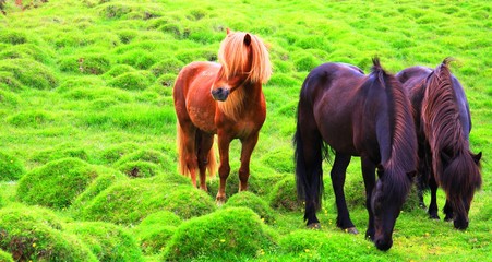 Icelandic Horses