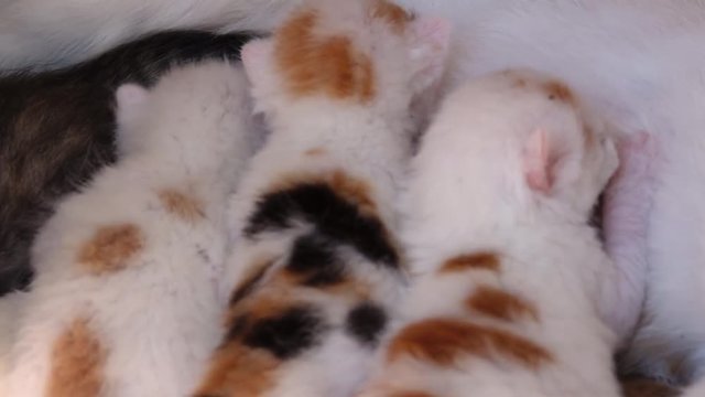 chatons nouveaux n&eacute;s