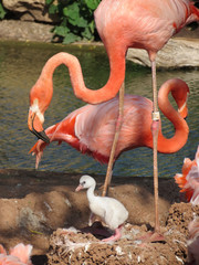 group of pink flamingos